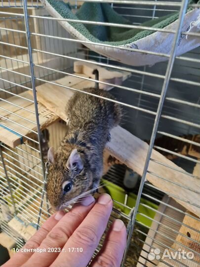 Чилийская белка дегу