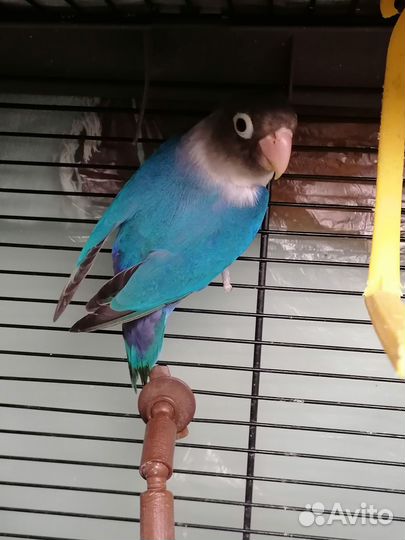 Попугаи Неразлучники птенцы