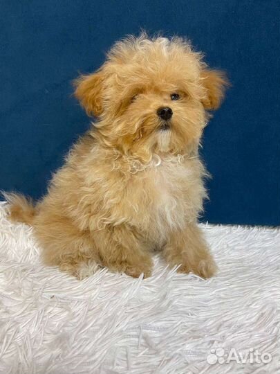 Мальтипу f1 micro