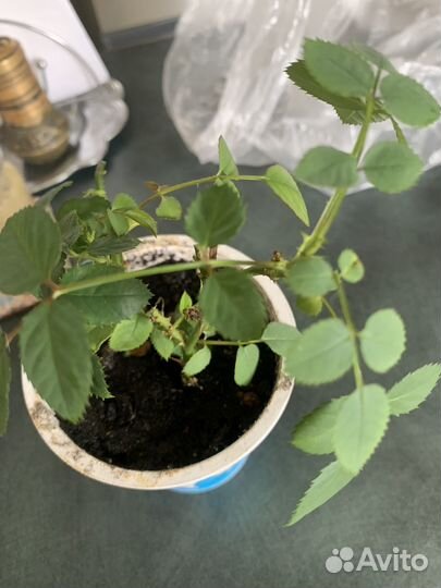 Комнатные цветы розы