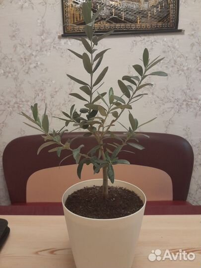 Оливковое дерево