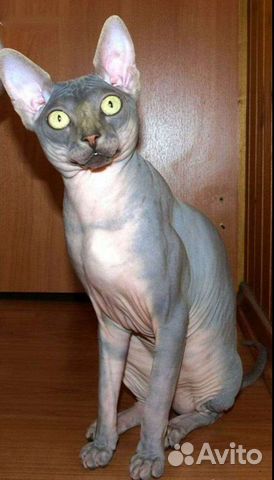 Кот на вязку