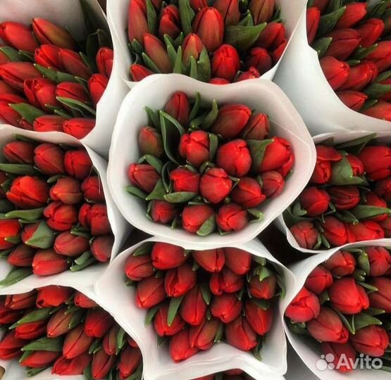Тюльпаны опт и розница