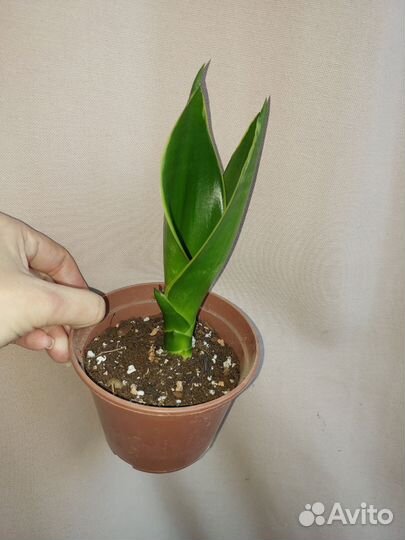 Сансевиерии сортовые