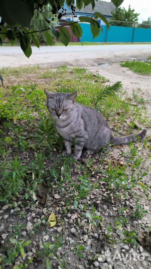 Кошка в добрые руки