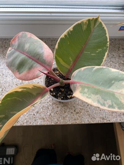 Фикус Эластика Белиз укоренённый черенок