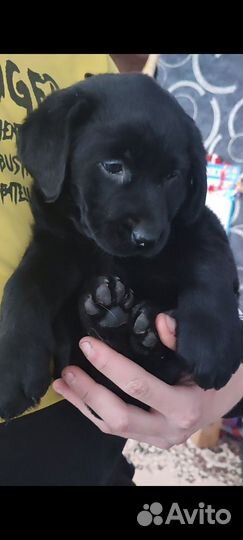 Щенок лабрадора девочка