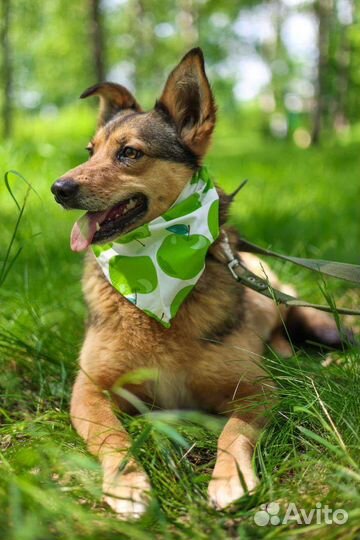 Небольшая красотка Ася в дар из приюта