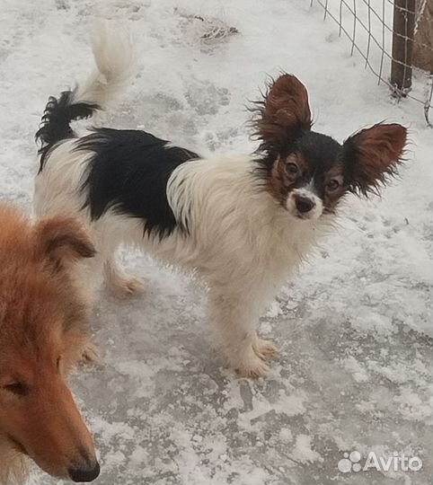 Девчушка папийошка