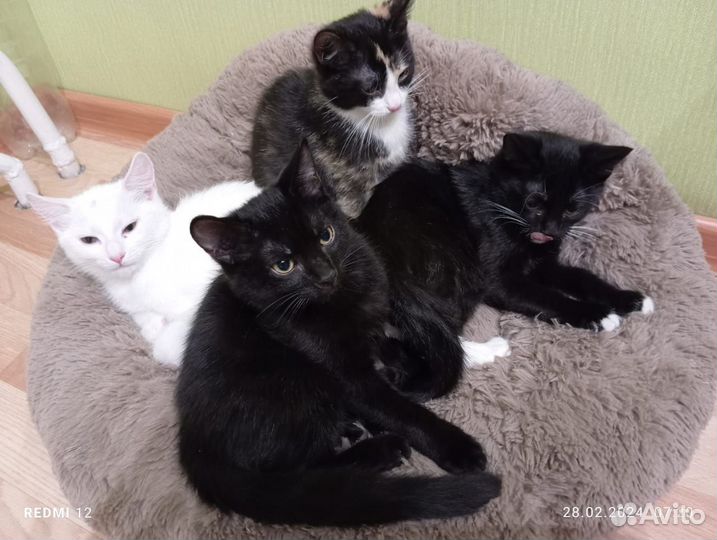 Кошки в добрые руки бесплатно