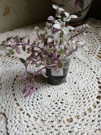 Предлагаю коллизии сорта 