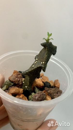 Много редких растений по 300 и 500