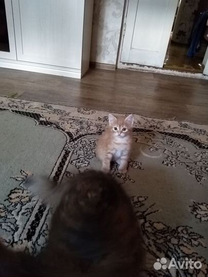 Котенок рыженький