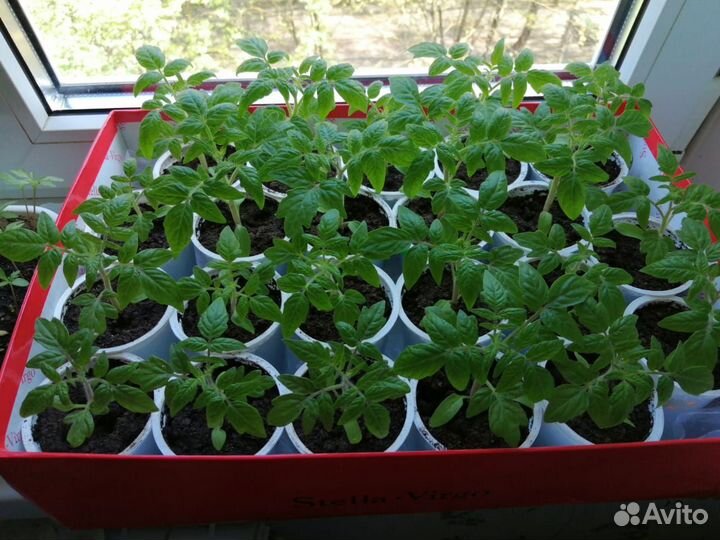Рассада помидор 