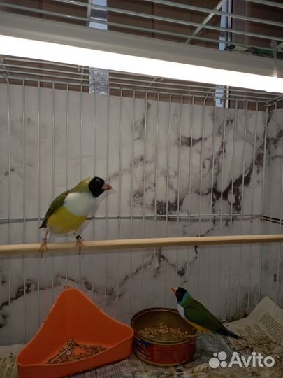 Амадины гульда