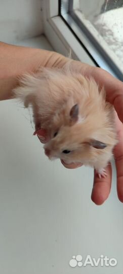 Хомяк сирийский с клеткой