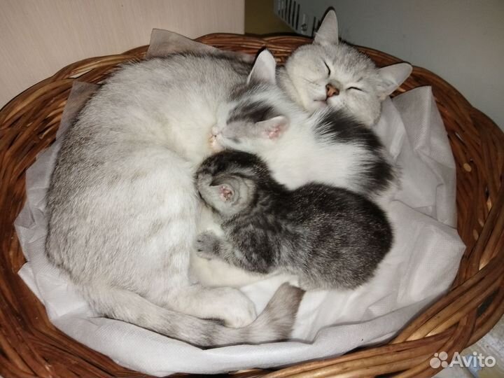 Кошка