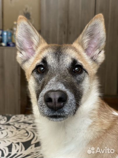 Очень ласковая собака в дар