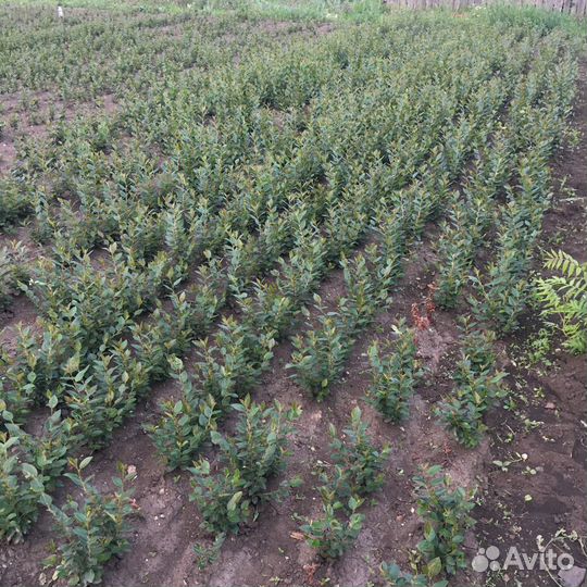 Саженцы кизильника