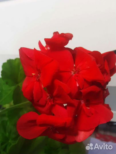 Сортовая герань,зефирантус