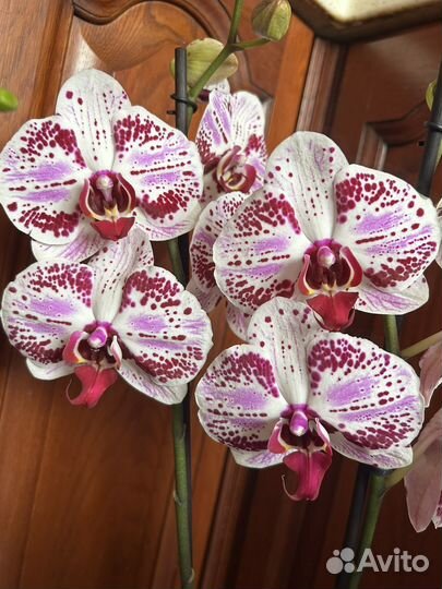 Орхидеи разных сортов