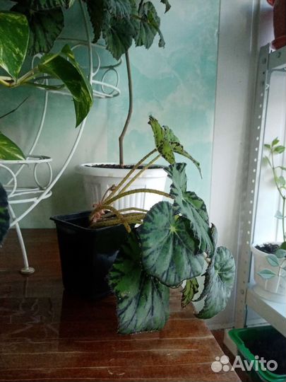 Бегония тигровая