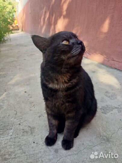 Кот ищет дом