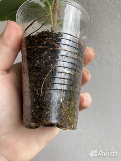 Комнатные цветы часть 2