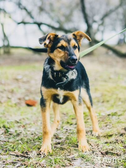 Флора ищет дом