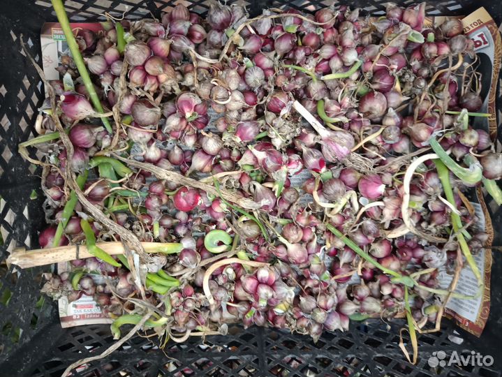 Лук севок