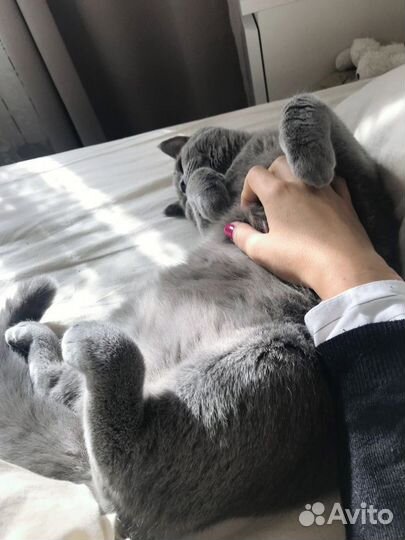 Гостиница для кошек котоняня