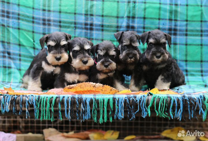 Щенки цвергшнауцера Девочка и мальчики