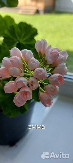 Герань пеларгония тюльпановидная Emma Fran Bengtsb