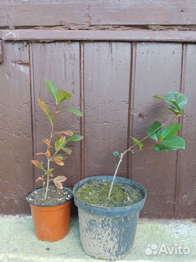 Саженцы рябины (аронии) черноплодной Викинг