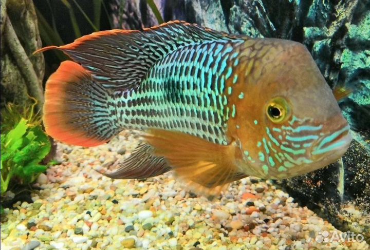 Акара бирюзовая