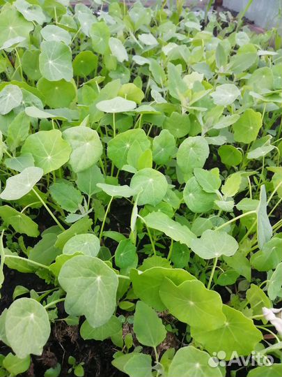 Рассада настурции