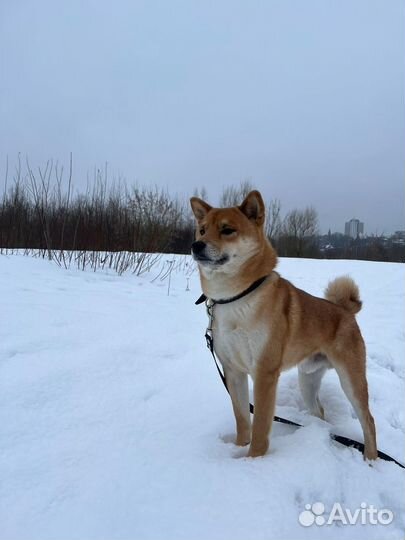 Вязка собак Сиба ину