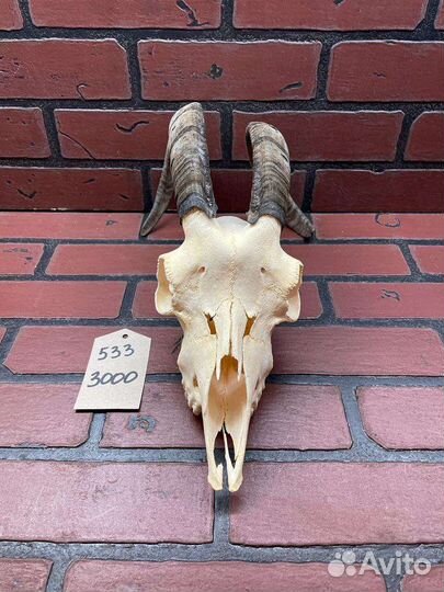 Череп козла