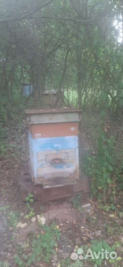 Пчелы с ульями