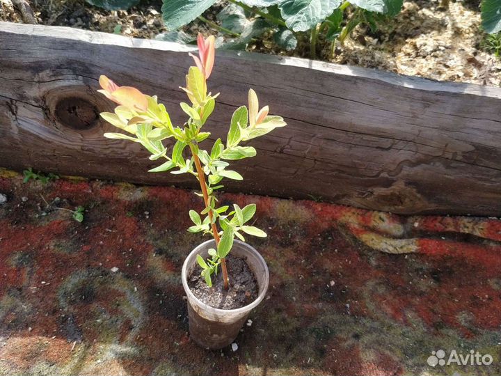 Ива Хакуро Нишики