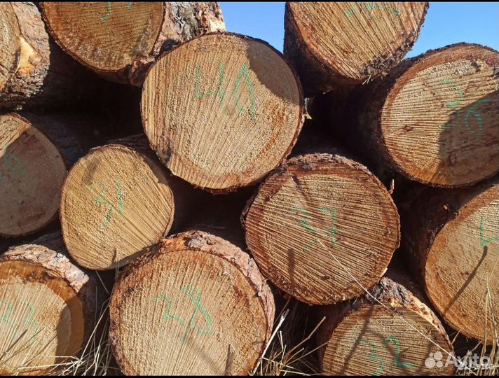 Кедр для сруба