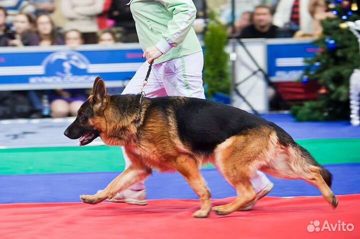 Кинолог/Хендлер дрессировка собак любых пород