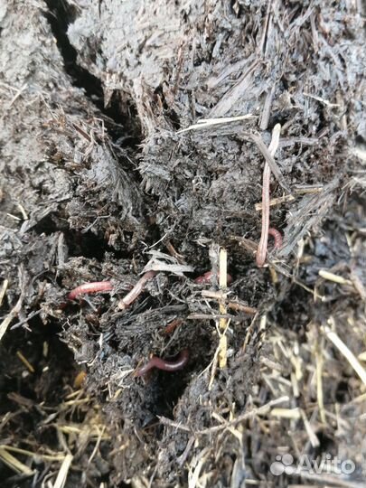 Перегной в мешках с доставкой