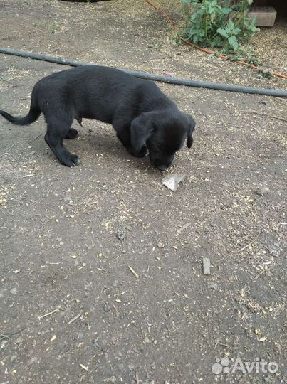 Щенки спаниель