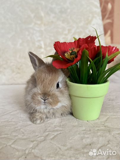 Декоративные кролики