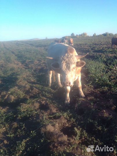Бык.корова