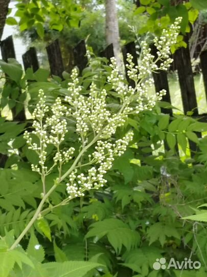 Рябинник рябинолистный