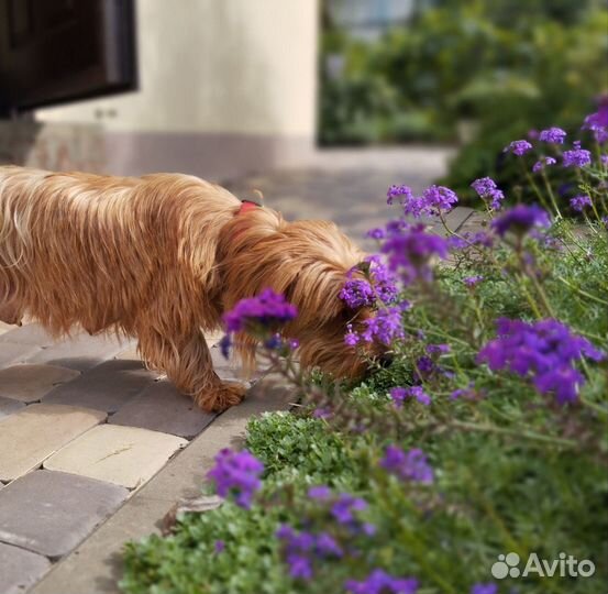 Норвич терьер