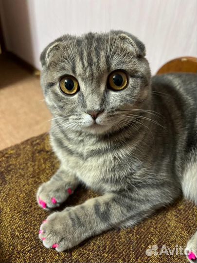 Шотландская кошка вязка