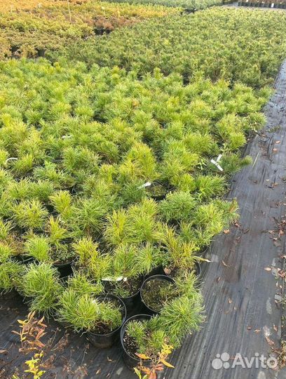 Сосна горная